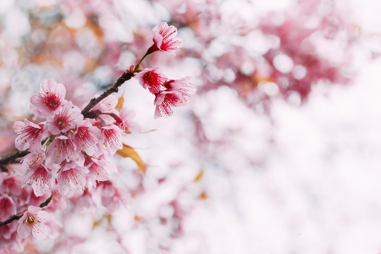 spring sakura pink flower vintage color toned abstract nature background photo