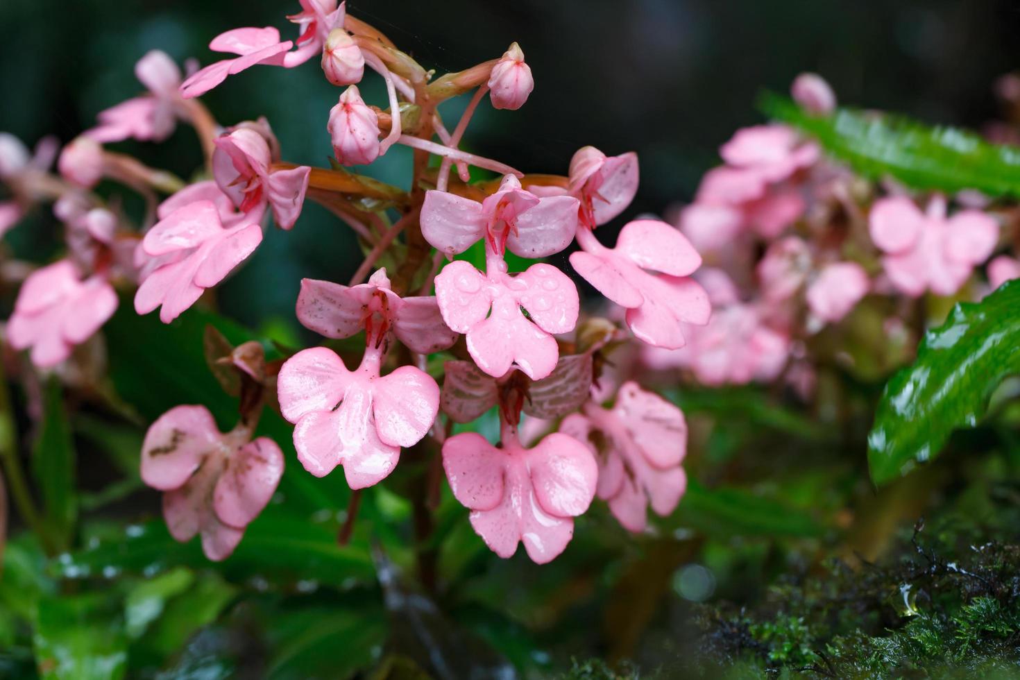 Habenaria rhodocheila in Mhundaeng waterfall at Phu Hin Rong Kla National Park, Phitsanulok, Thailand photo