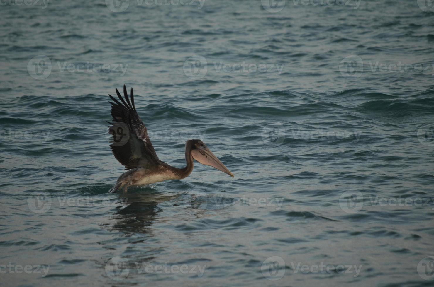 Adult fowl landing in the Aruban waters photo