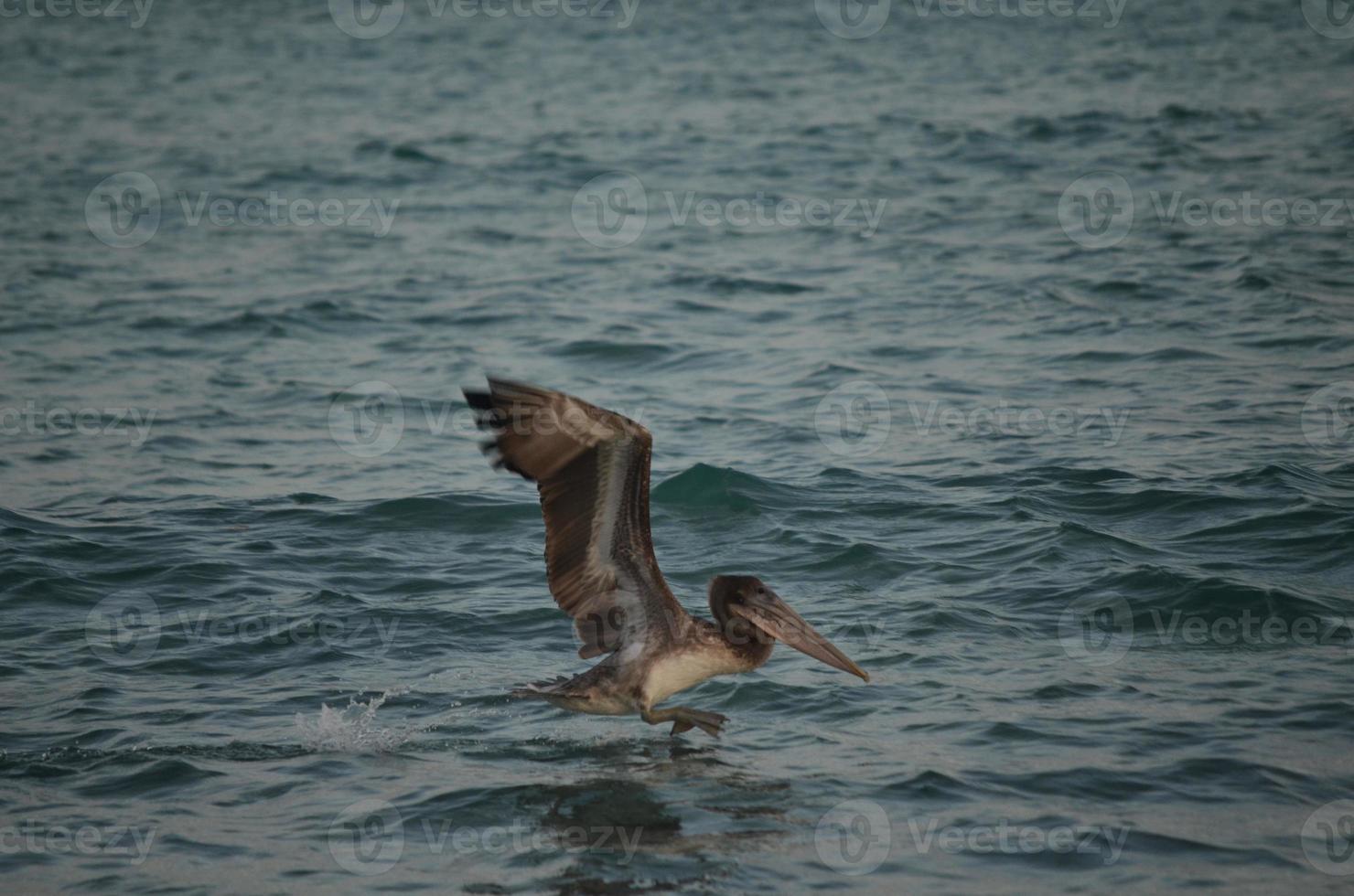 Brown wild pelican landing on the tropical waters photo