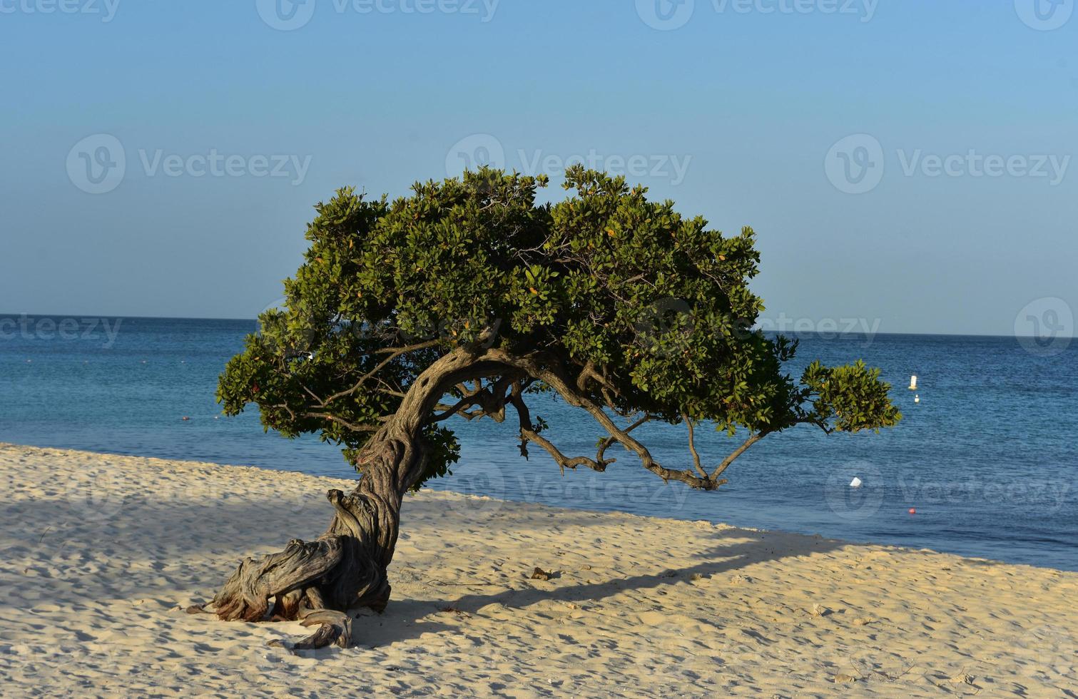 Lovely Gnarled Branches of a Divi Tree in Aruba photo