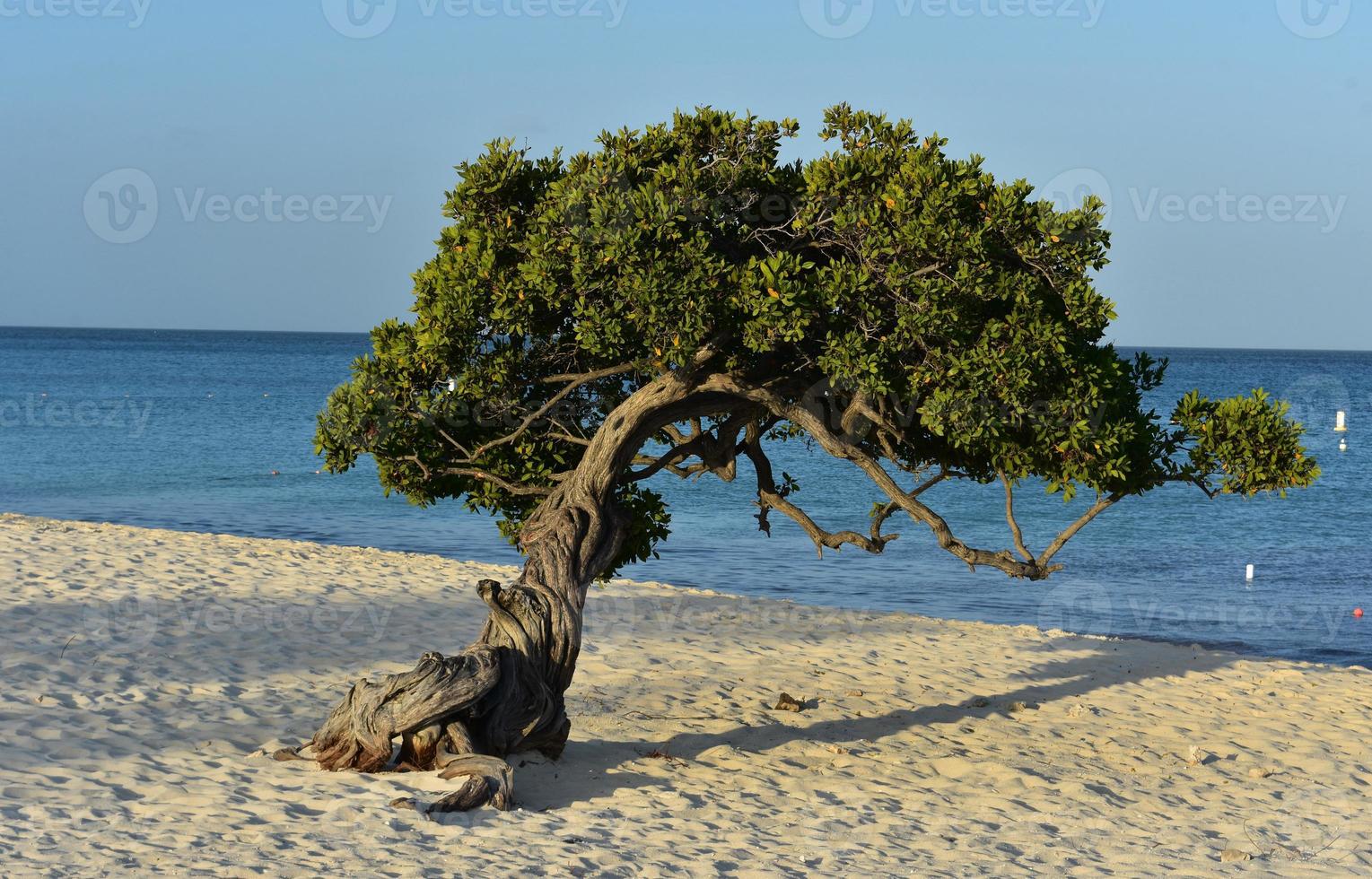 Divi Tree on Eagle Beach Shaped By the Wind in Aruba photo