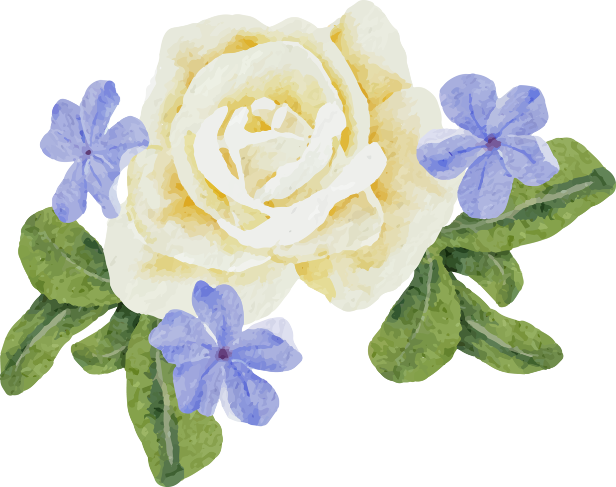 watercolor beautiful white rose and blue Plumbago auriculata plant flower bouquet clipart png