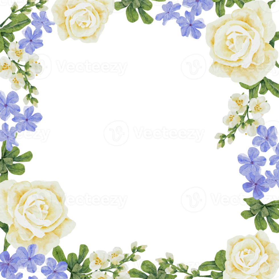 akvarell vacker vit ros och blå plumbago auriculata växt blomma bukett fyrkantig ram png