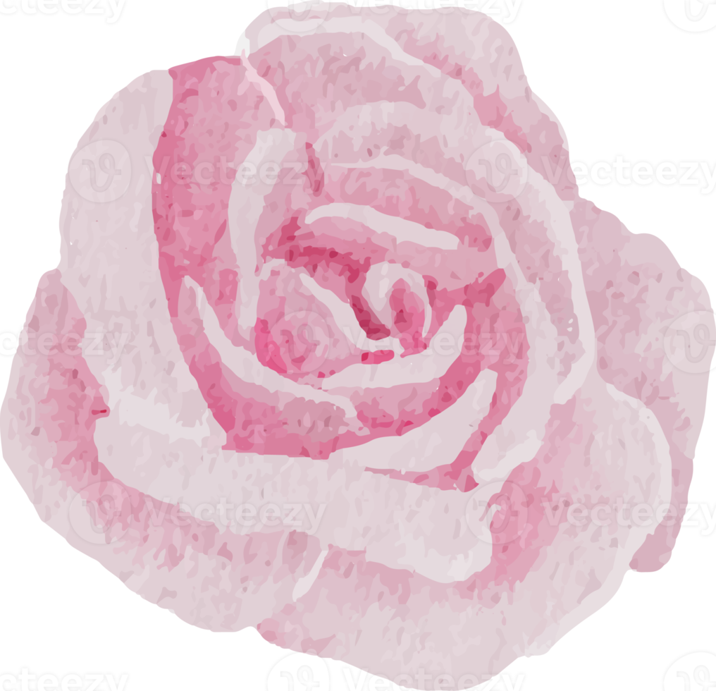 Aquarell schöne rosa und weiße Rose, Hahnenfuß und blaue Plumbago auriculata Pflanze Blumenstrauß Clipart png