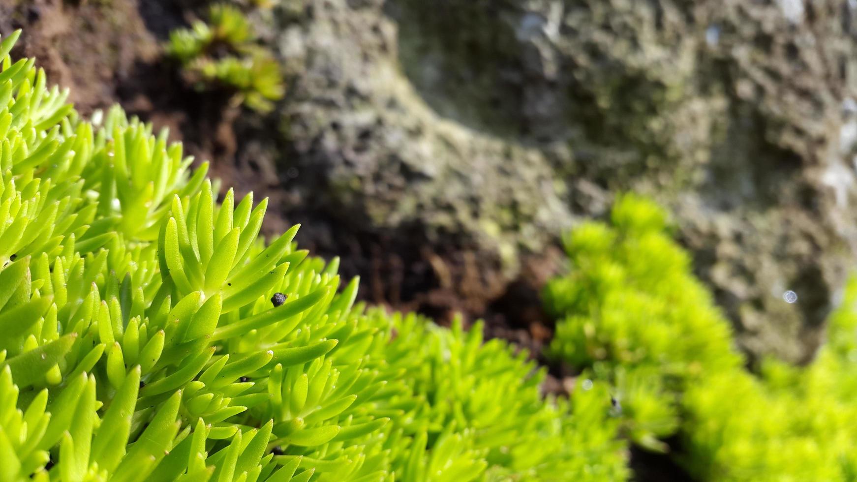 Green fresh Scotch Moss garden photo