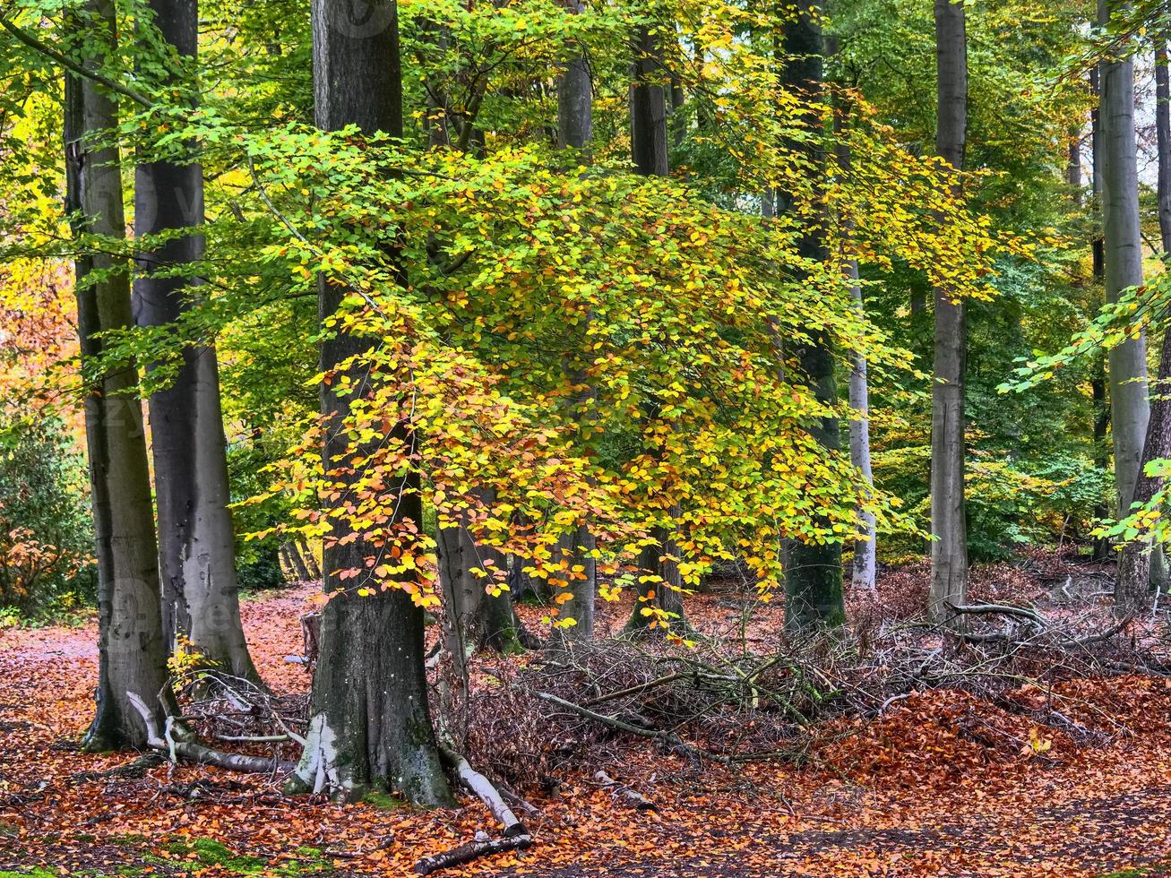 Autumn time in westphalia photo