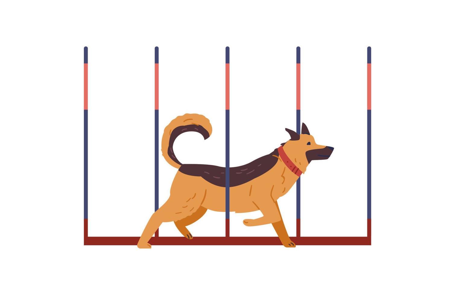 Shepherd  Dog training on agility field flat vector illustration. Dog running agility slalom. Isolated.