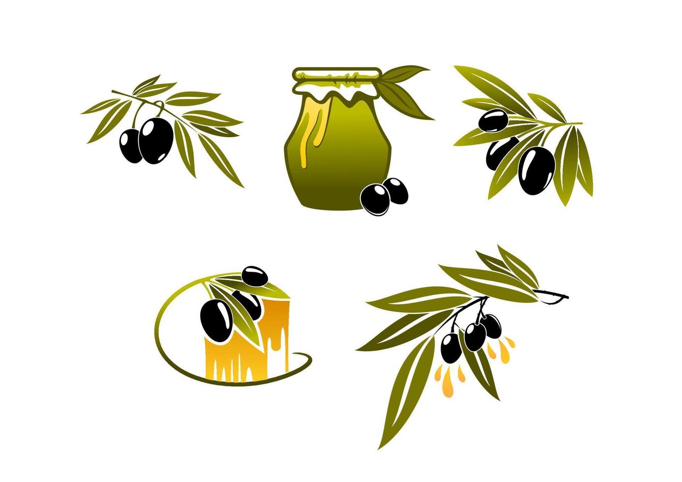 Olive oil and branchs vector