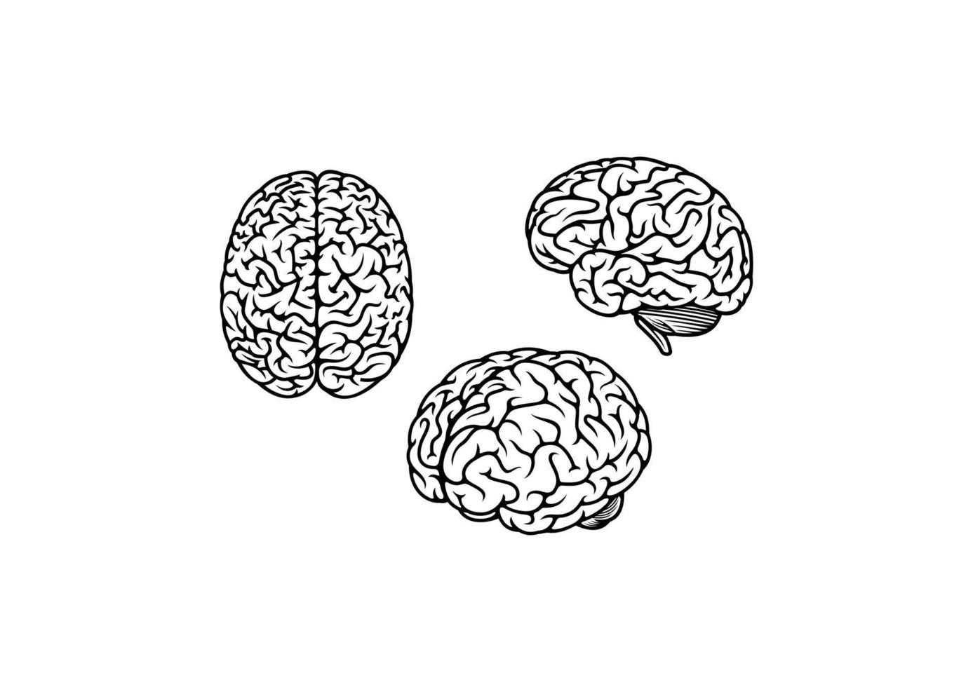 Human brain in three planes vector