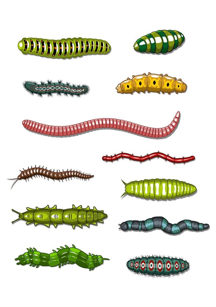 Caterpillars and worms vector
