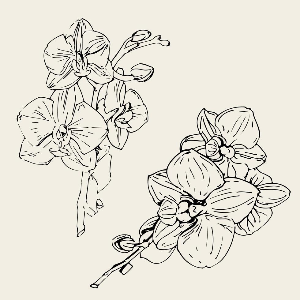Vector flower of orchid. Ink illustration isolated.