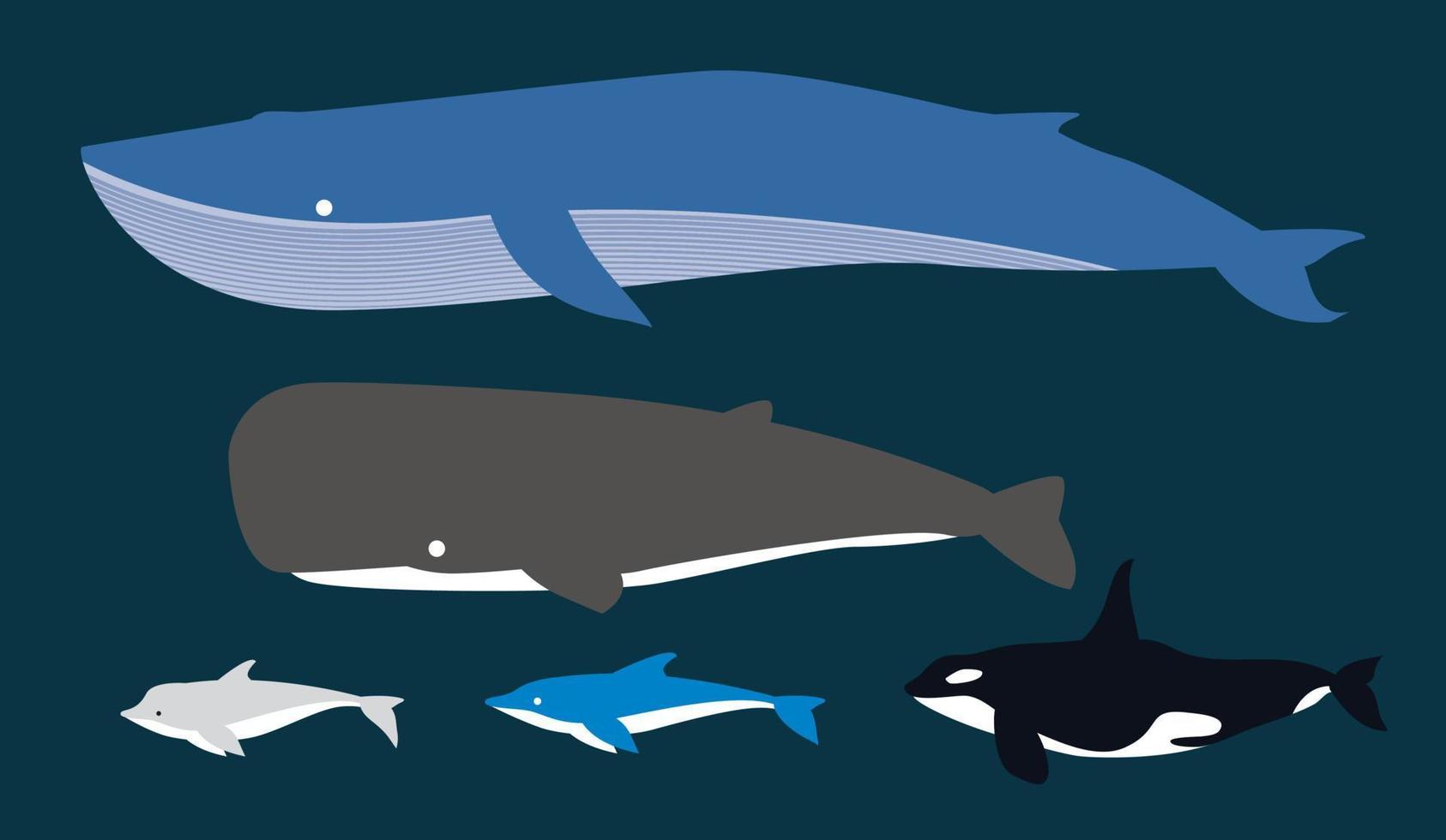 Fish Dolphin Whale Cartoon vector