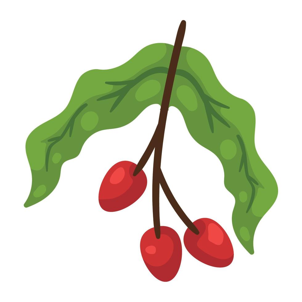 coffee plant with beans vector
