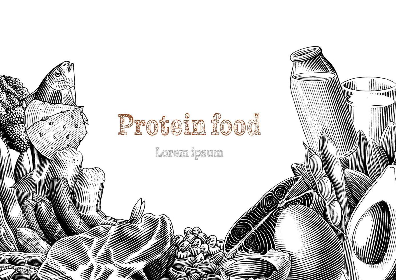 proteína comida mano dibujo grabado estilo clip art vector