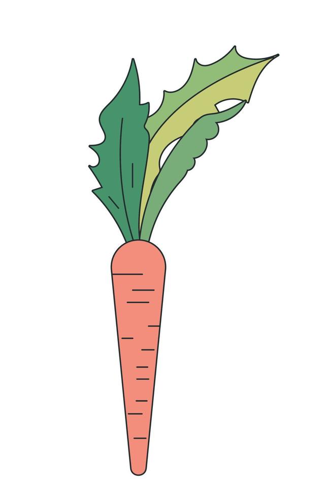 fresh carrot vegetable vector