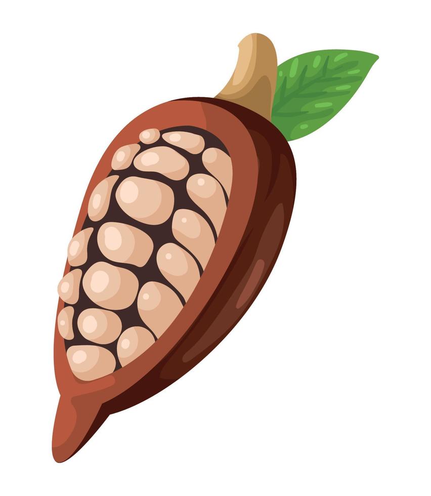 planta de fruta de cacao abierta vector