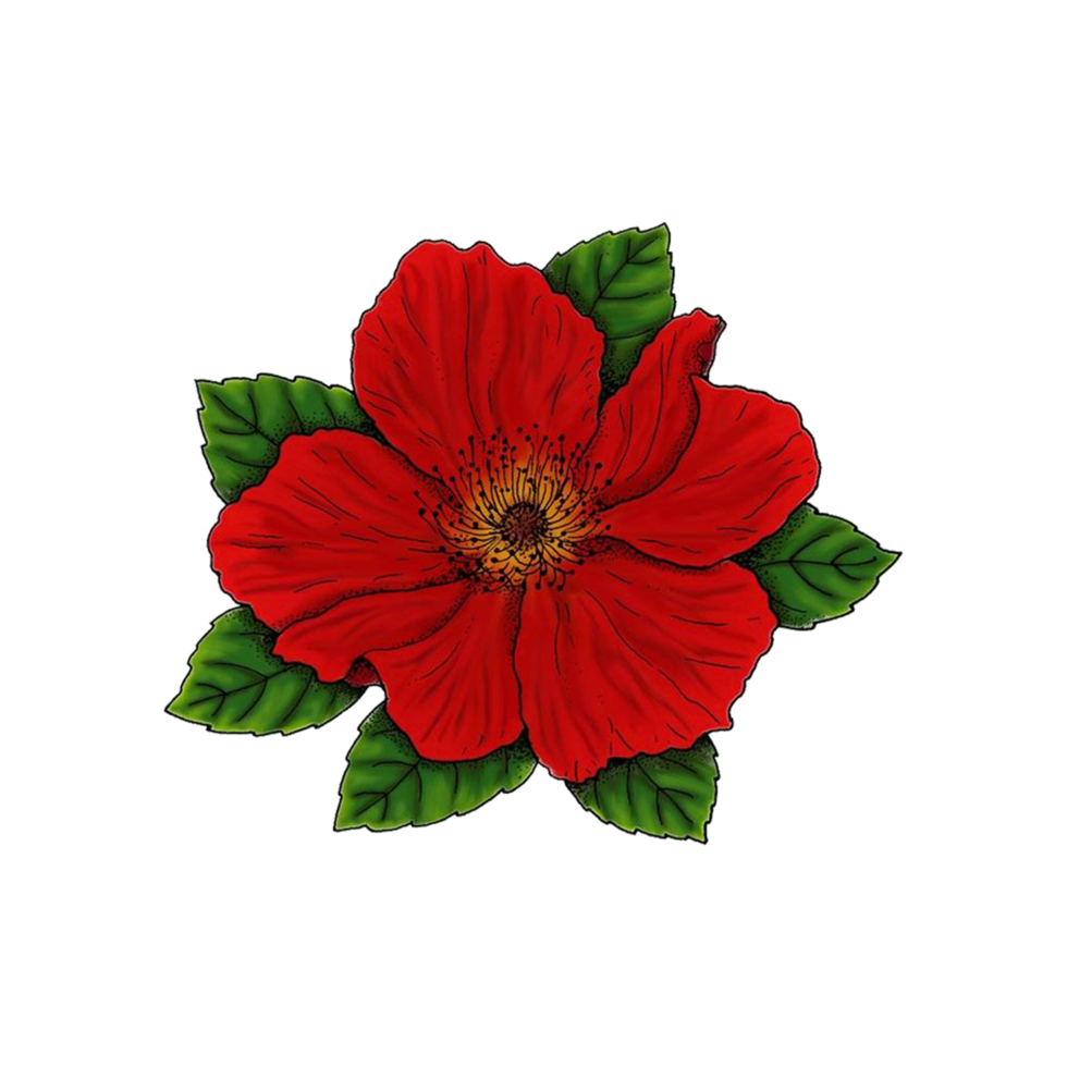 Free flor de estrella roja con hoja 11234858 PNG with Transparent Background