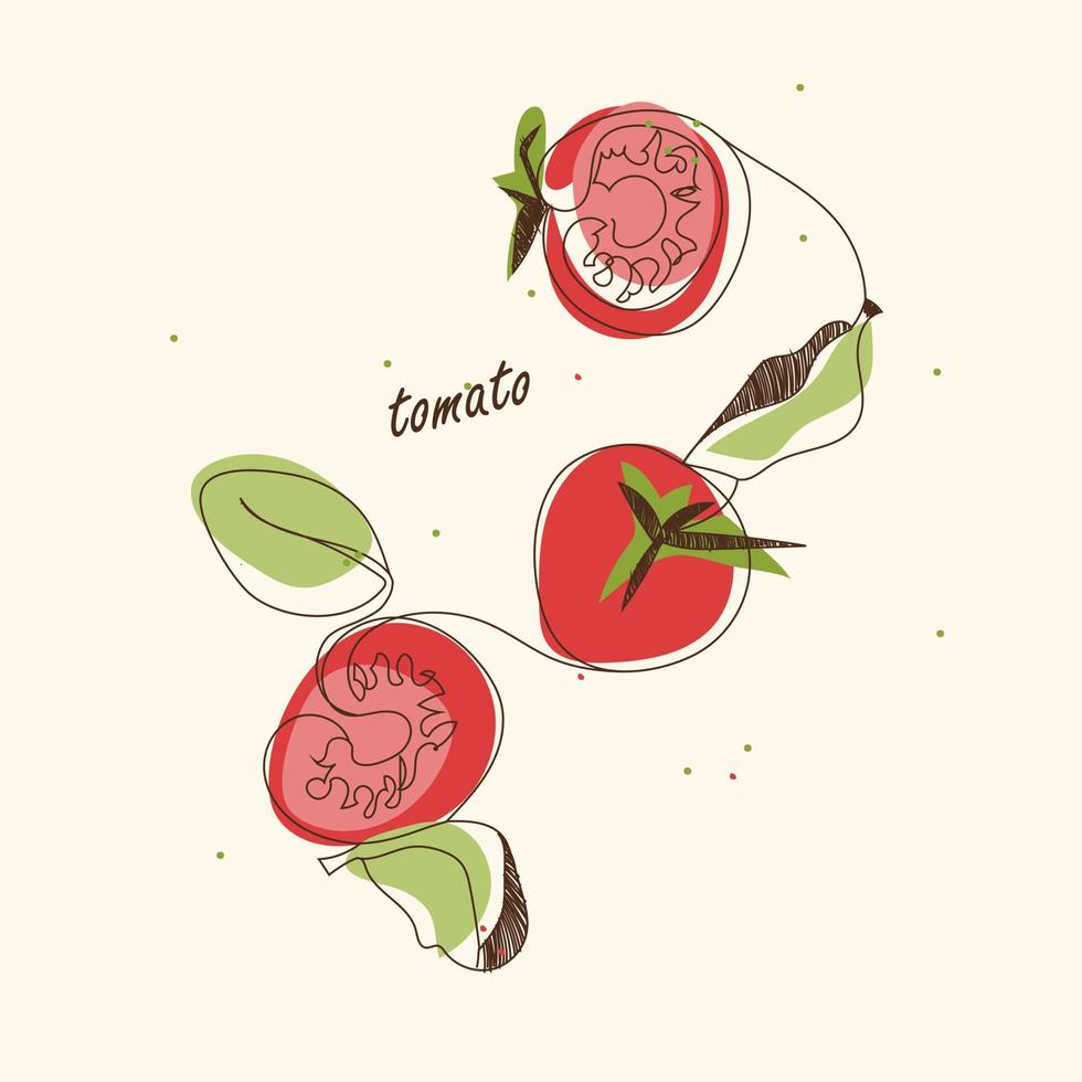 Linear Tomato Drawing. vector