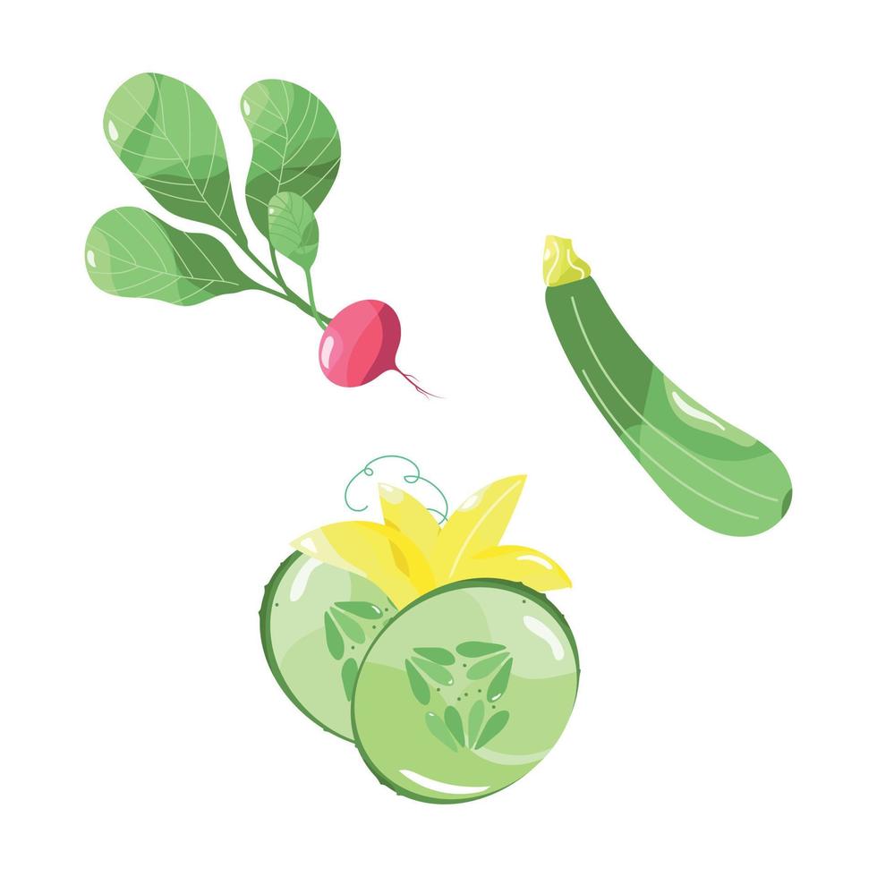 Vegetable set. Vector illustrations of vegetables. Pink radish and sliced dolly cucumber. Green zucchini with yellow stem. Vector illustration set for print or packaging or application.