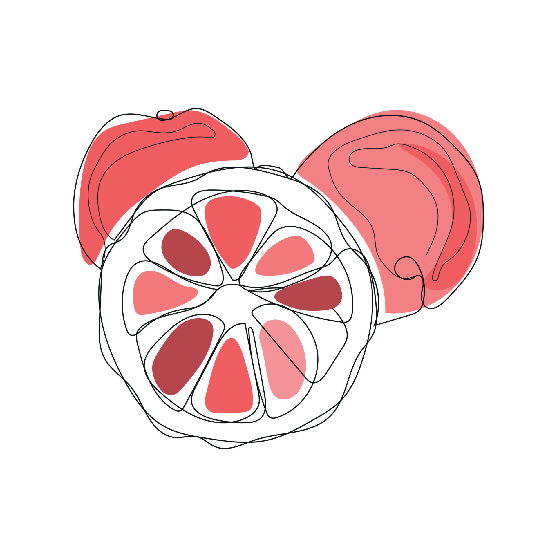 Line drawing of grapefruit 11235054 Vector Art at Vecteezy