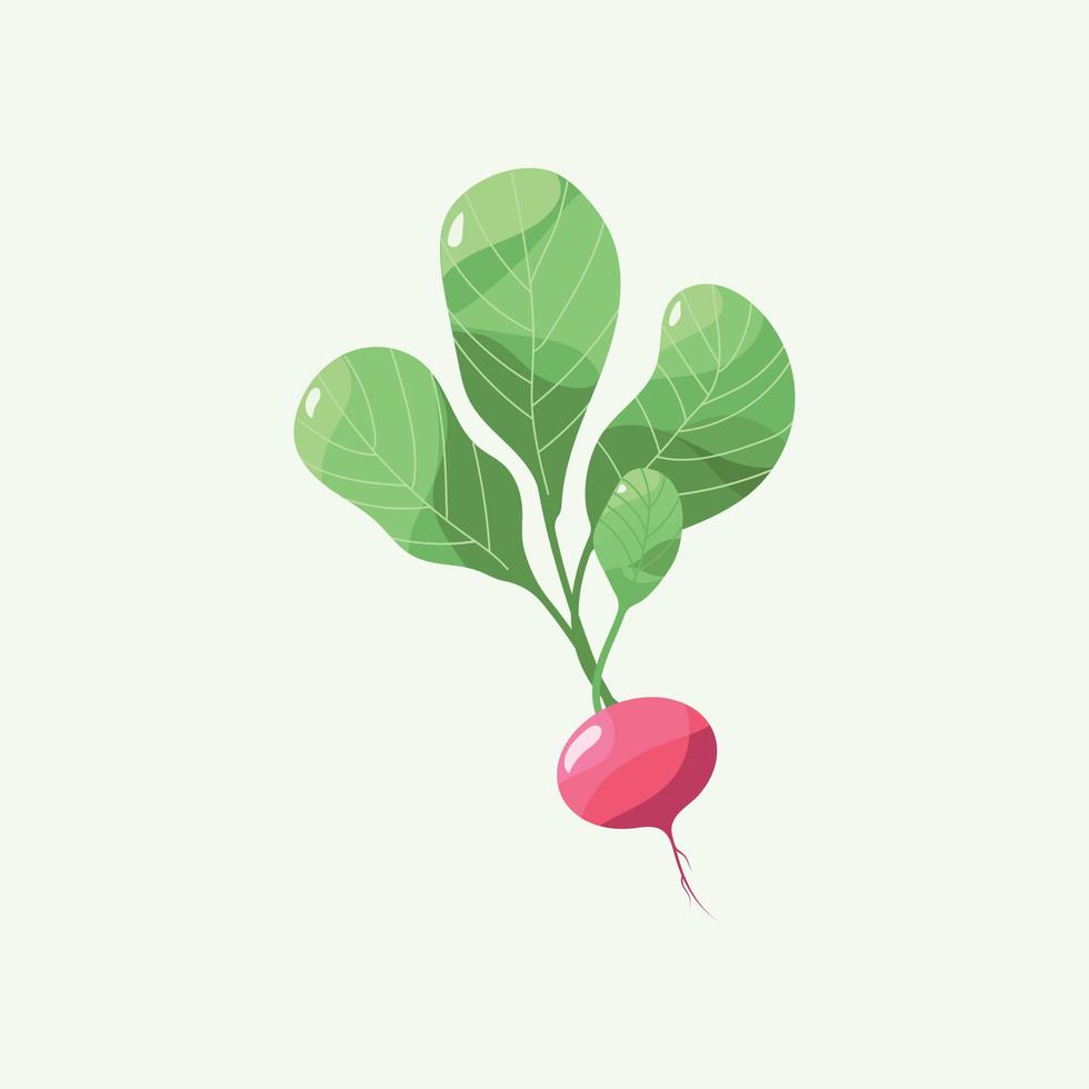 rábano. ilustración vectorial rábano rojo con tallos verdes. ilustración de vegetales para impresión o empaque. vector