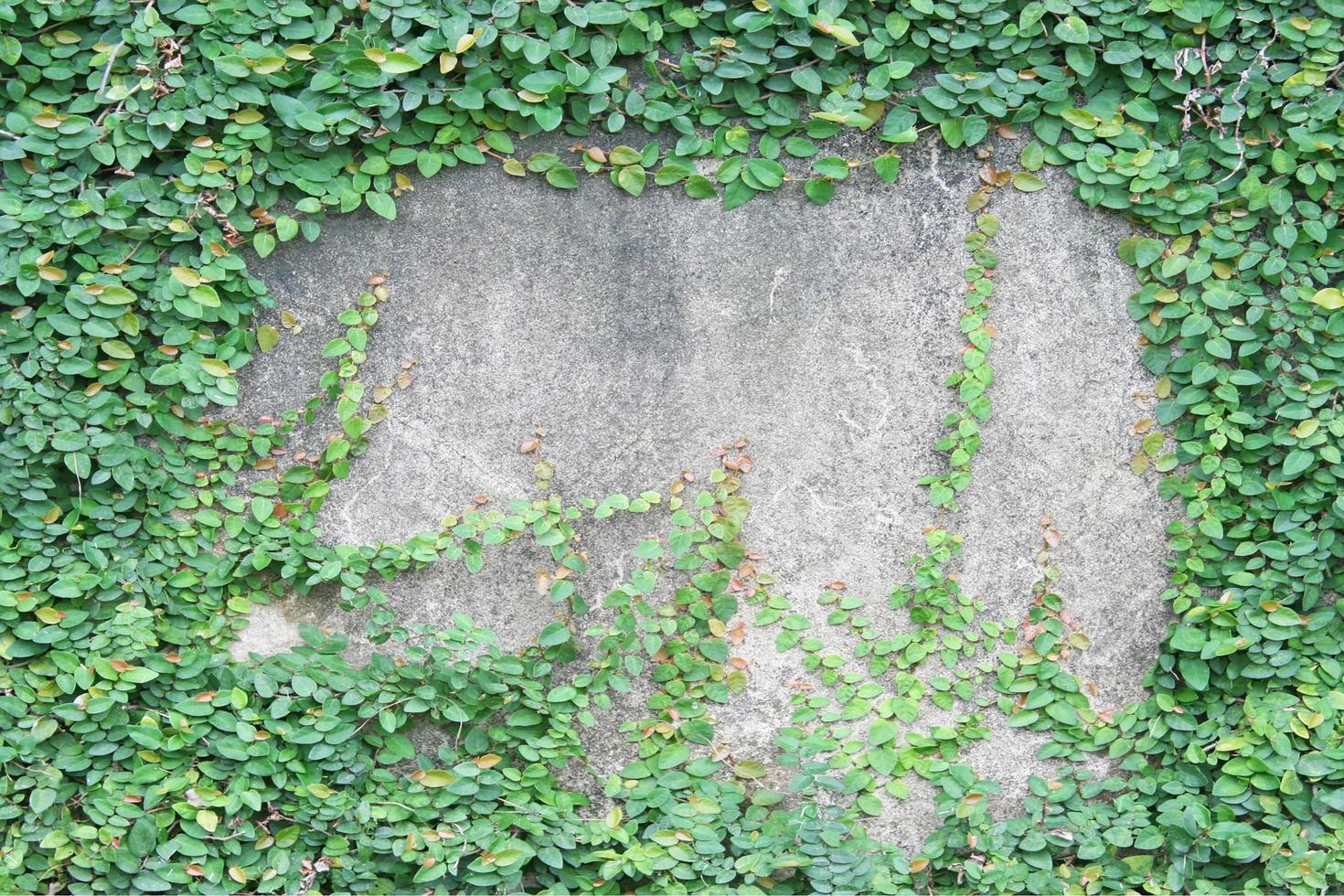 green leaf on the concrete wall photo