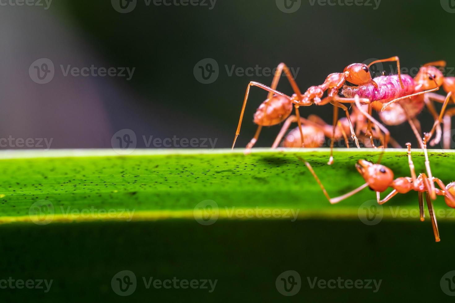 hormiga roja, acción que ayuda a la comida en la rama del árbol grande, en el jardín entre hojas verdes fondo borroso, enfoque ocular selectivo y fondo negro, macro foto