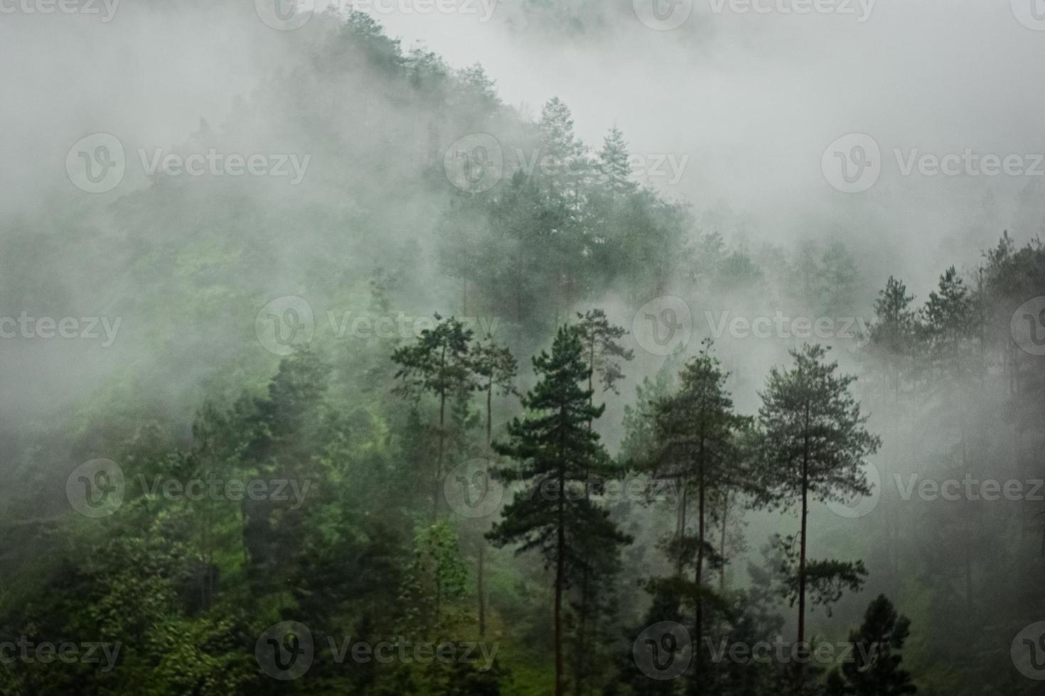 montaña oscura, bosque de pinos con niebla foto