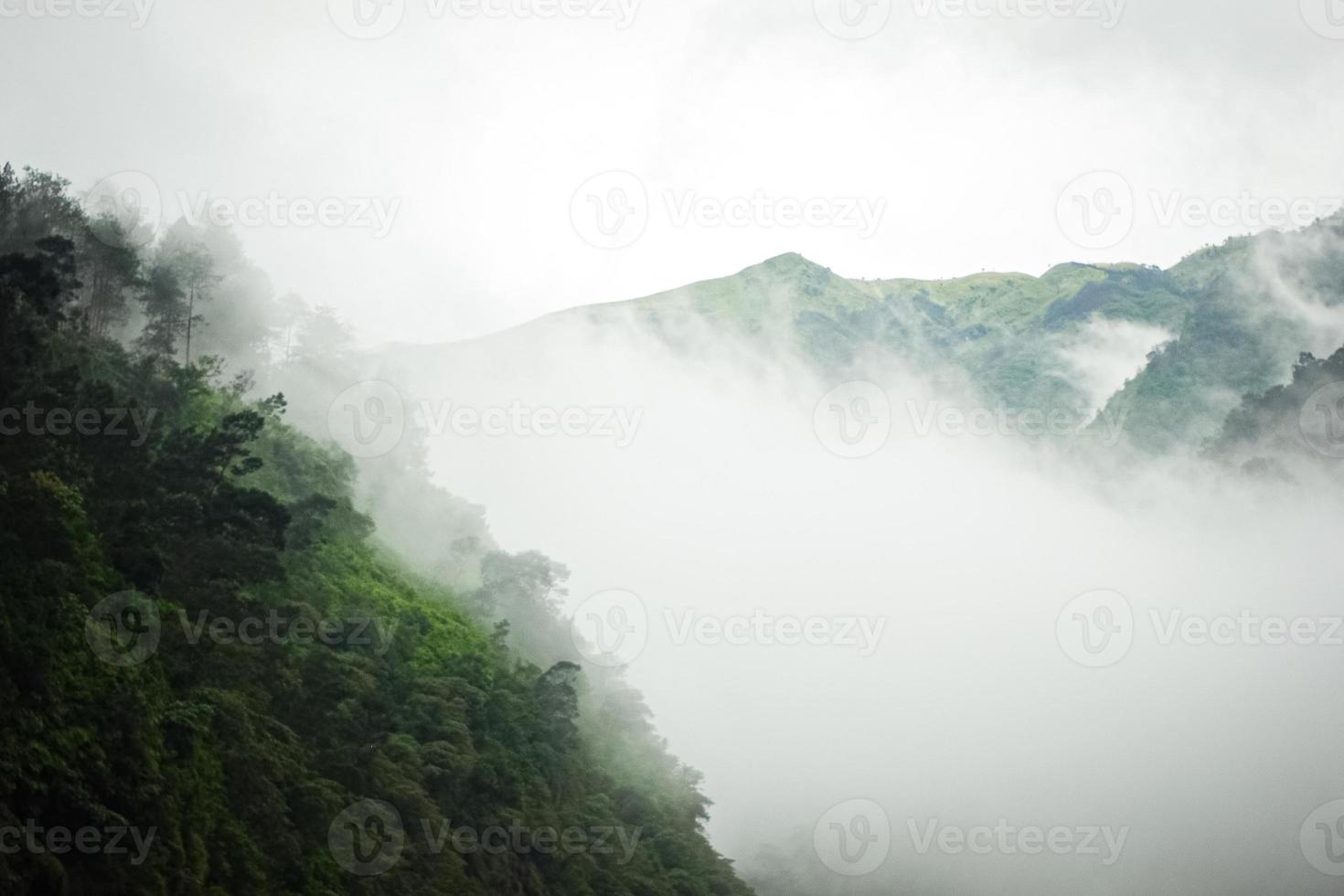 Dark mountain, pine forest with fog photo