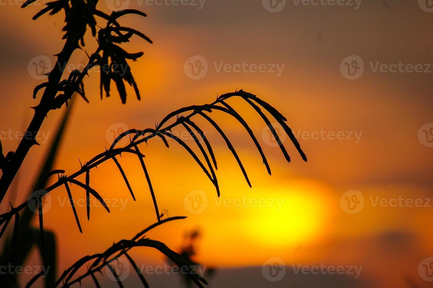 wild plants at sunset photo