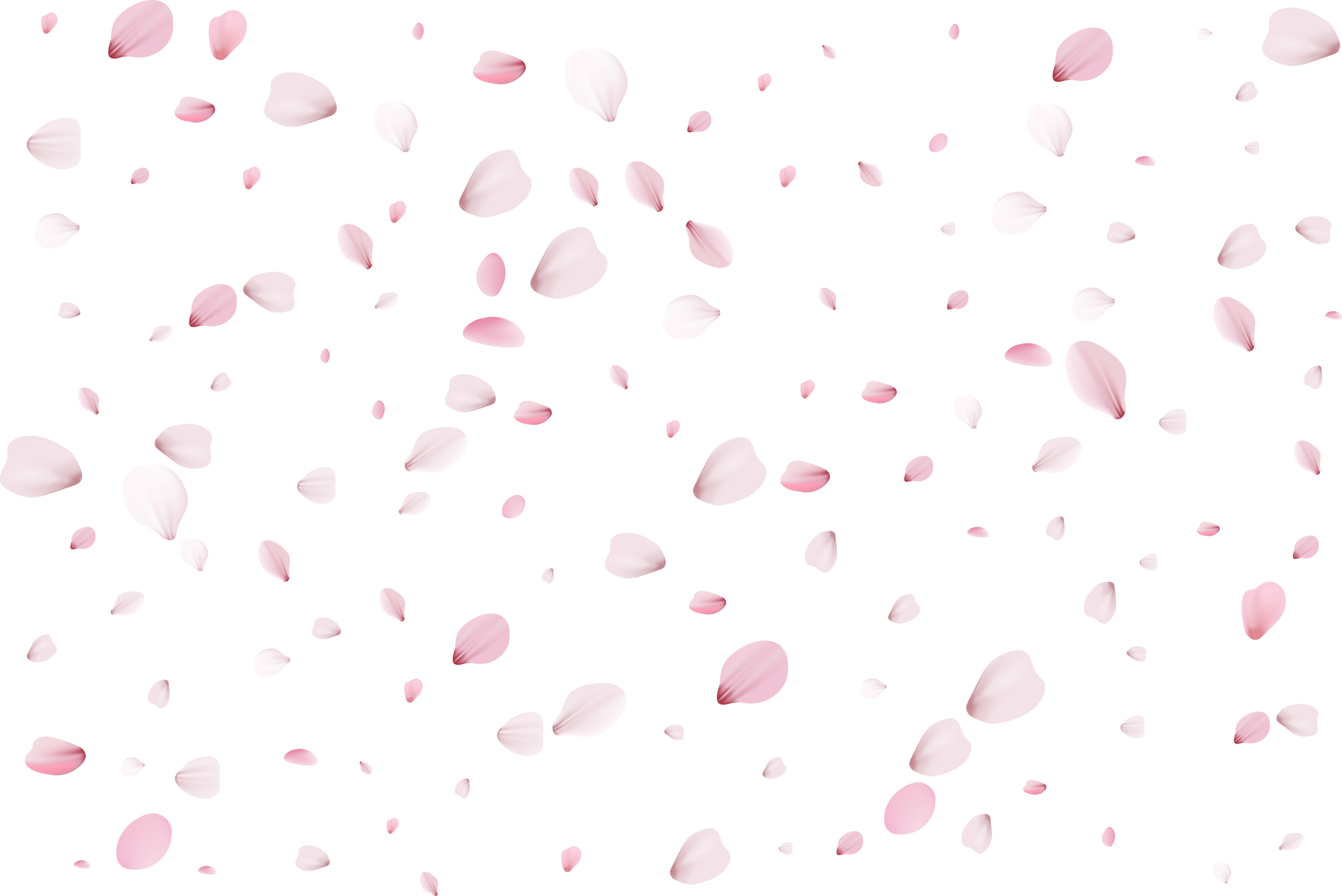 pétalas de sakura rosa. 11236090 PNG