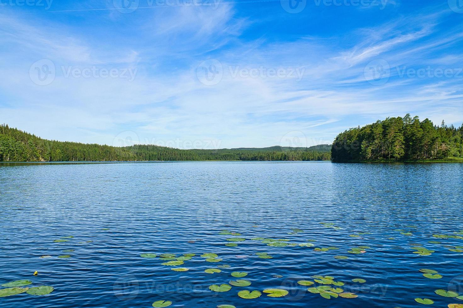 en un lago en suecia en smalland. campo de nenúfares, agua azul, cielo soleado, bosques foto