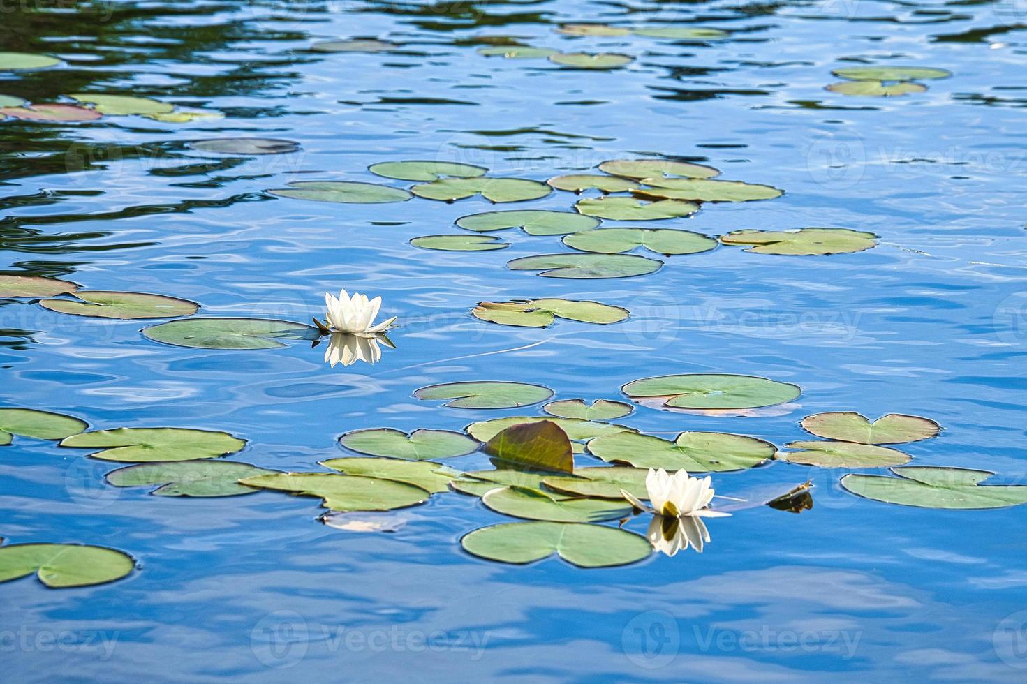 on a lake in Sweden in Smalland. Water lily field with white flowers, in water photo