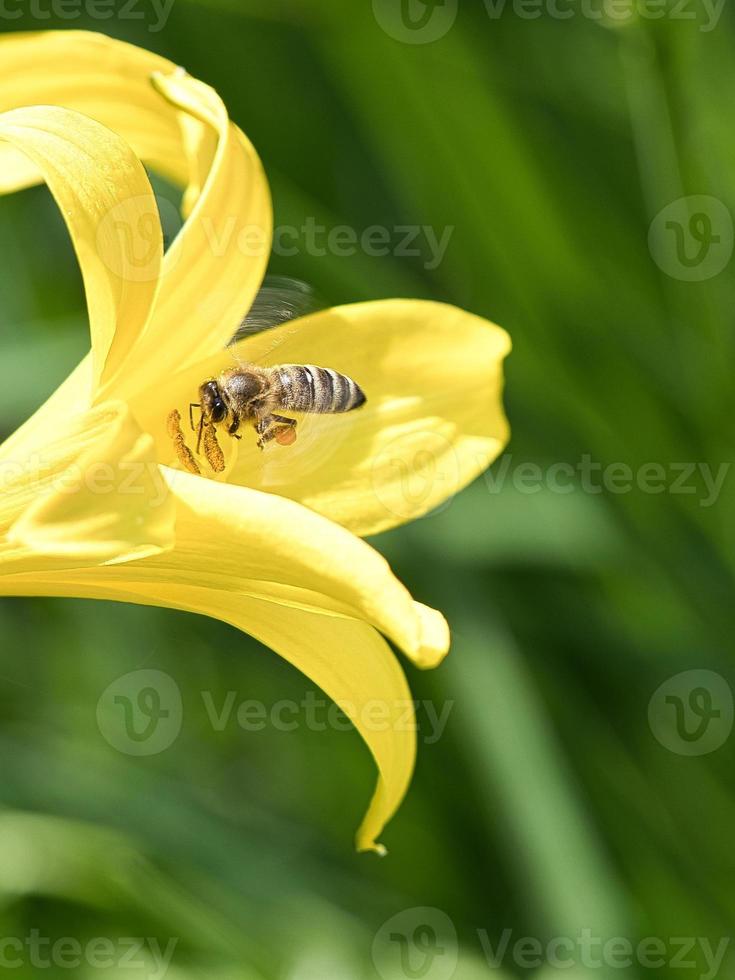 Honey bee collecting nectar in flight on a yellow lily flower. Busy insect. photo