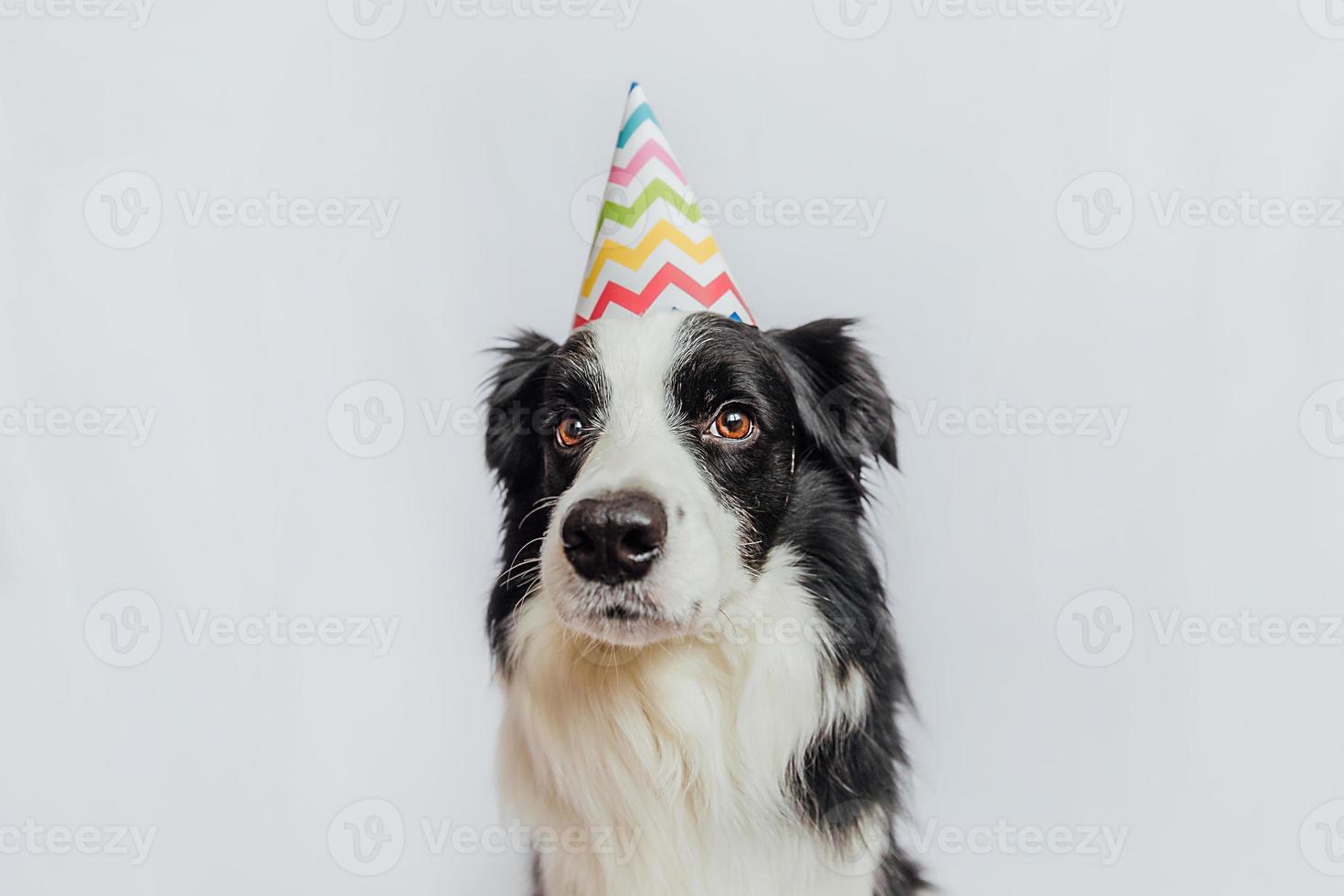 Happy Birthday party concept. Funny cute puppy dog border collie wearing birthday silly hat isolated on white background. Pet dog on Birthday day. photo