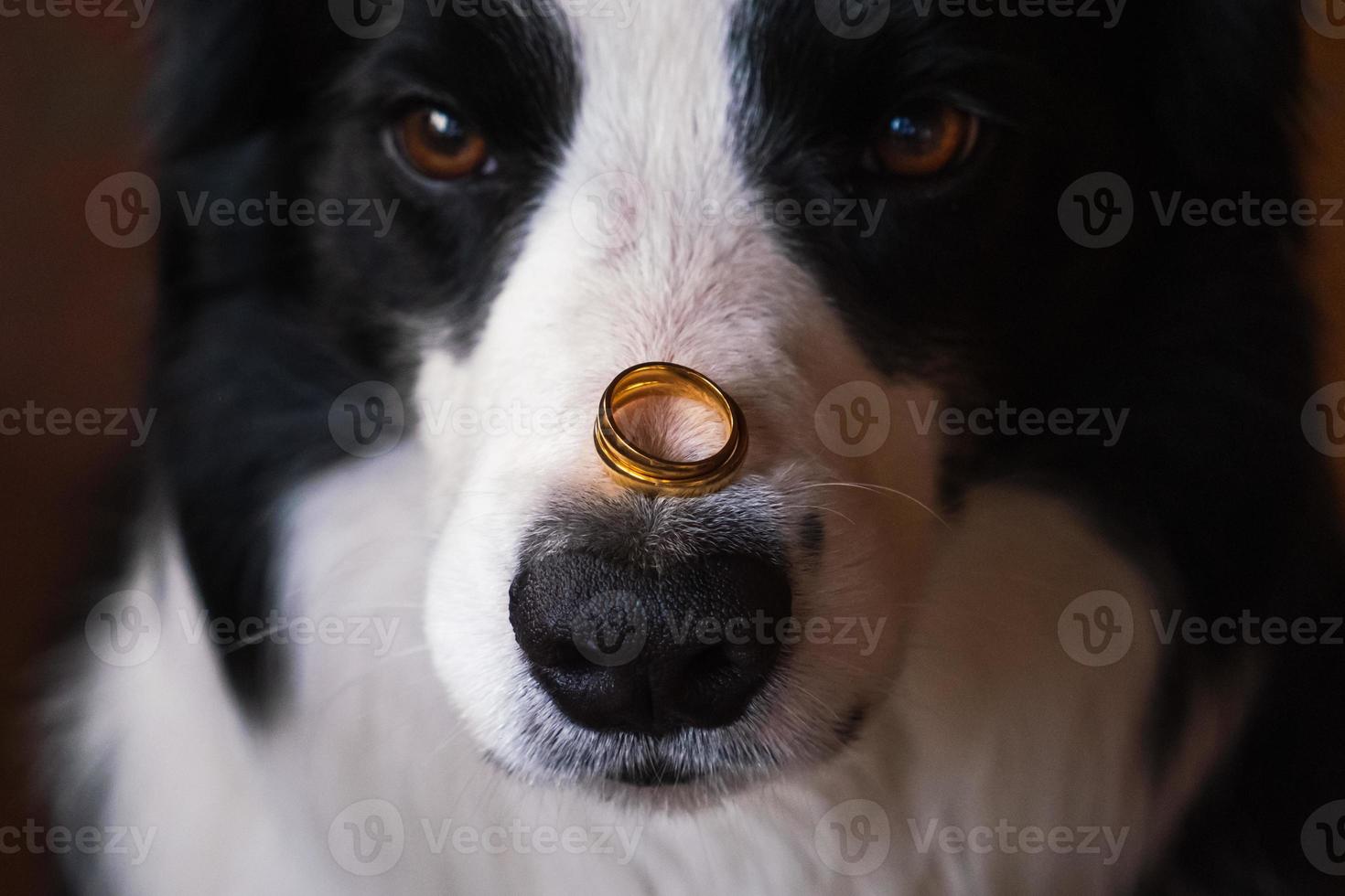 Te casarías conmigo. retrato divertido de un lindo cachorro border collie sosteniendo dos anillos de boda dorados en la nariz, de cerca. compromiso, matrimonio, concepto de propuesta. foto
