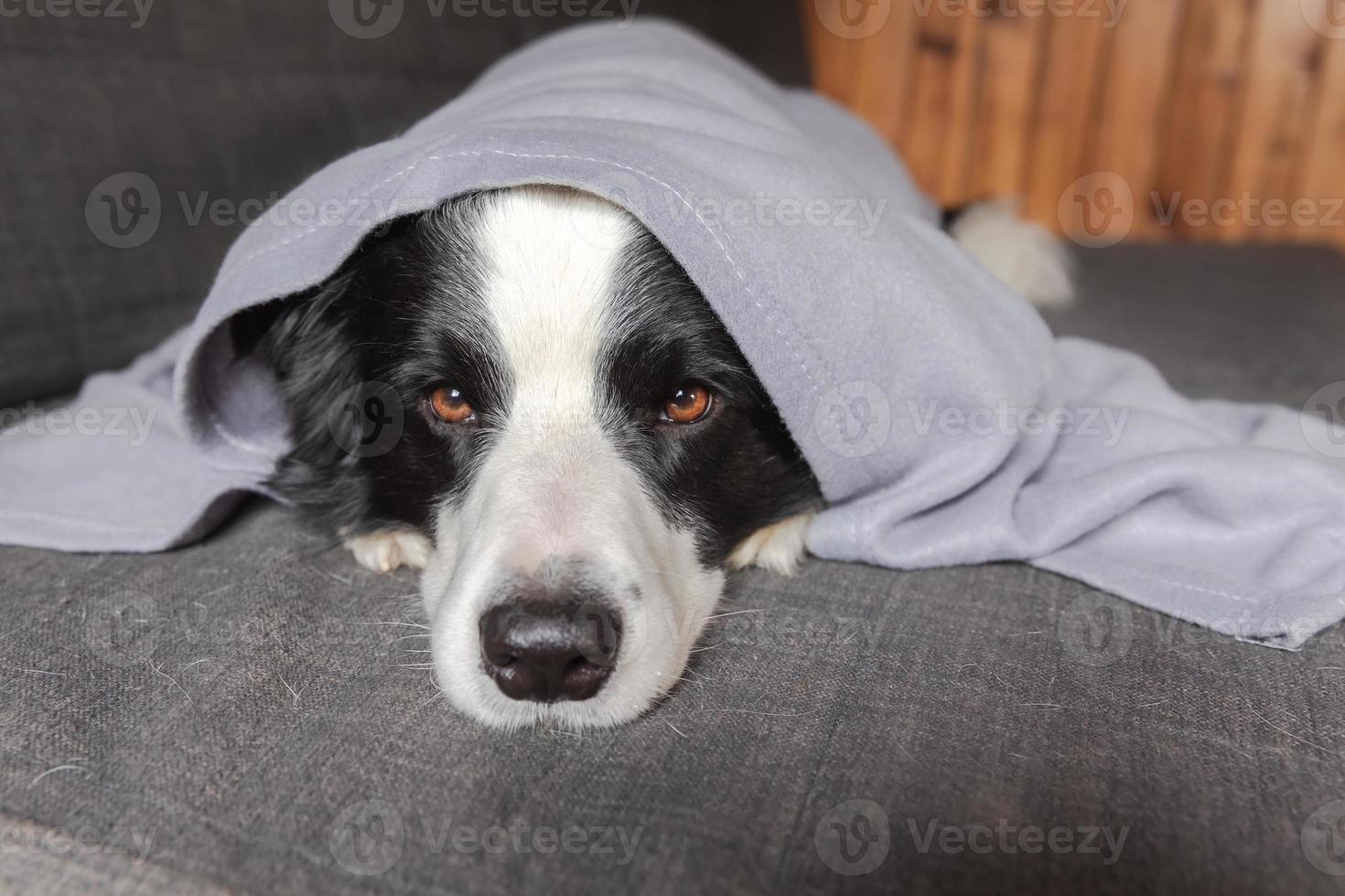 Gracioso cachorro border collie acostado en el sofá bajo el plaid en el interior. pequeño perro mascota en casa manteniéndose caliente escondido bajo una manta en el frío clima de otoño invierno. concepto de estado de ánimo hygge de la vida de los animales de compañía. foto