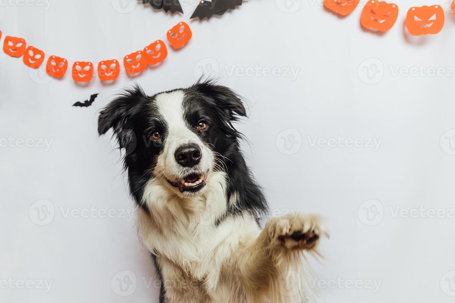 Trick or Treat concept. Funny puppy dog border collie on white background with halloween garland decorations. Preparation for Halloween party. photo