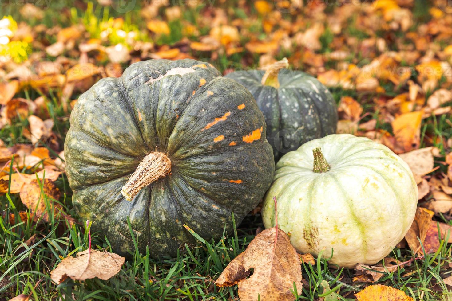 Autumnal Background. Autumn fall pumpkins on dried fall leaves garden background outdoor. October september wallpaper Change of seasons ripe organic food concept Halloween party Thanksgiving day. photo