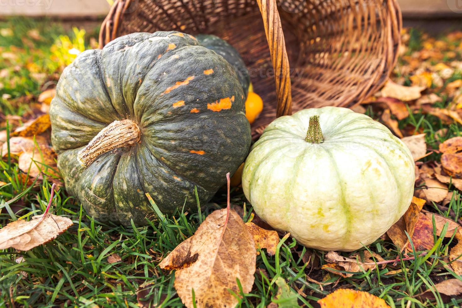Autumnal Background. Autumn fall pumpkins in basket on dried fall leaves, garden outdoor. October september wallpaper Change of seasons ripe organic food concept Halloween party Thanksgiving day. photo
