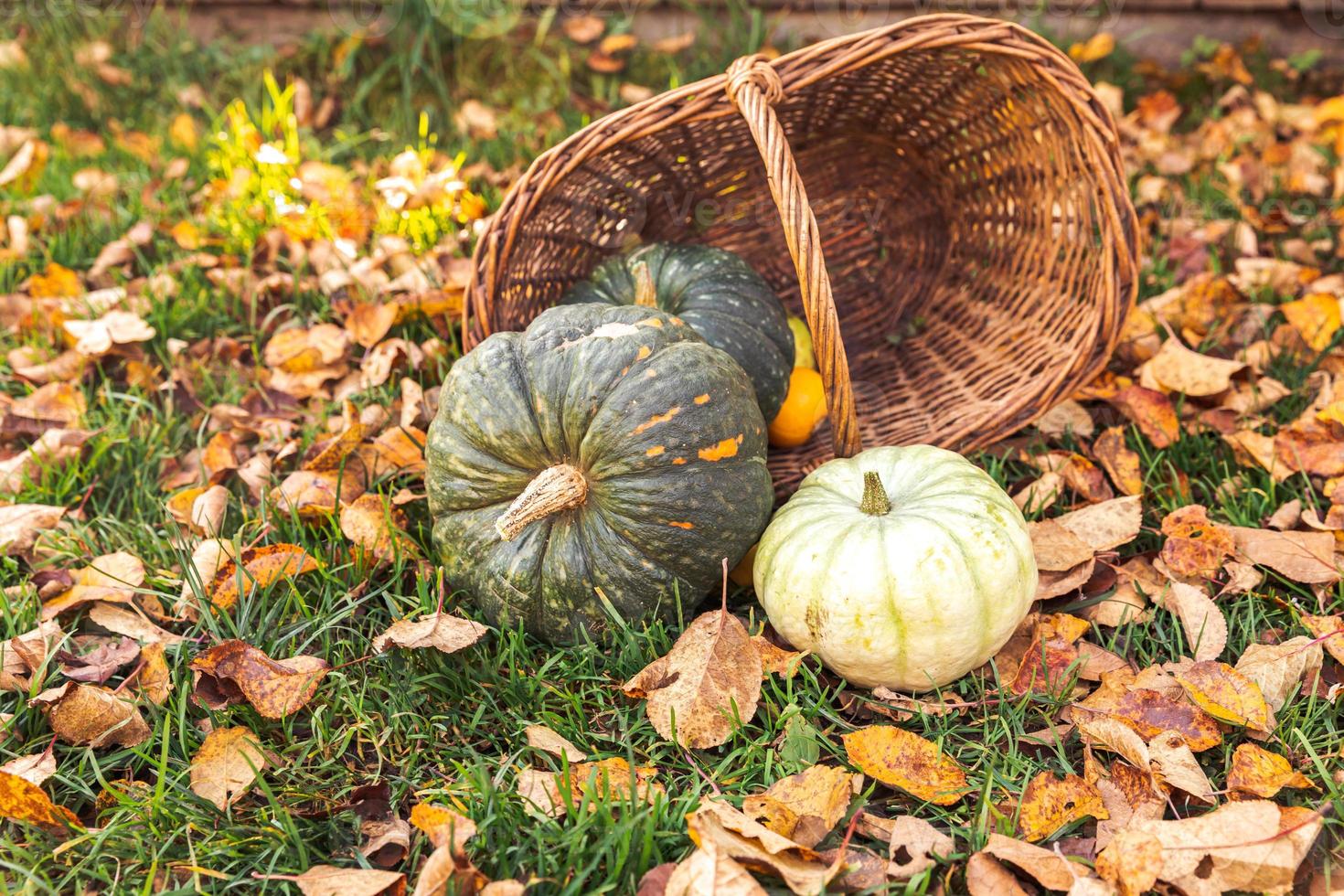 Autumnal Background. Autumn fall pumpkins in basket on dried fall leaves, garden outdoor. October september wallpaper Change of seasons ripe organic food concept Halloween party Thanksgiving day. photo