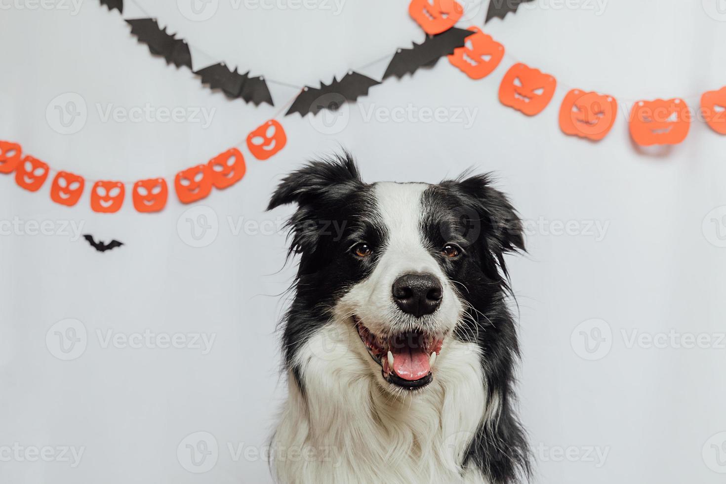 Trick or Treat concept. Funny puppy dog border collie on white background with halloween garland decorations. Preparation for Halloween party. photo