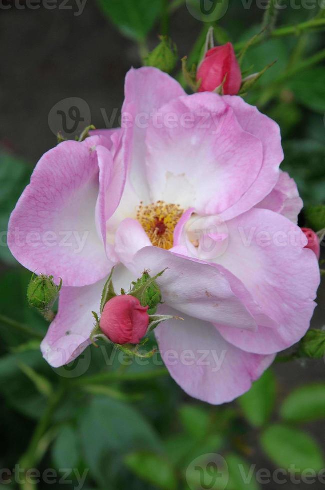 Roses in the garden photo
