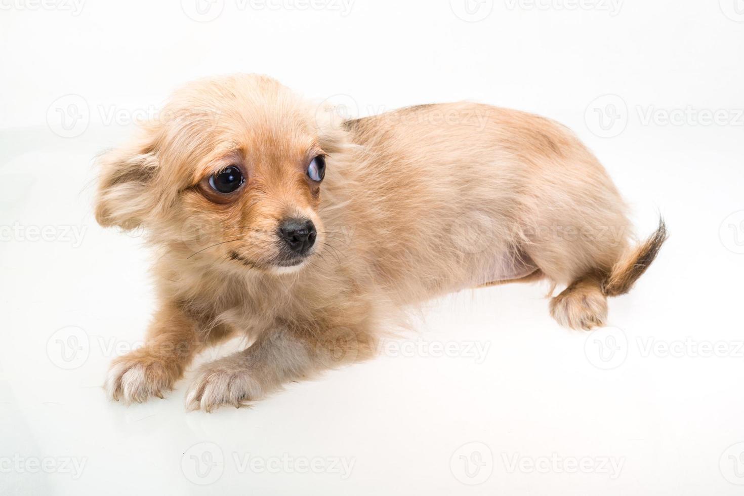 Toy terrier on white background photo