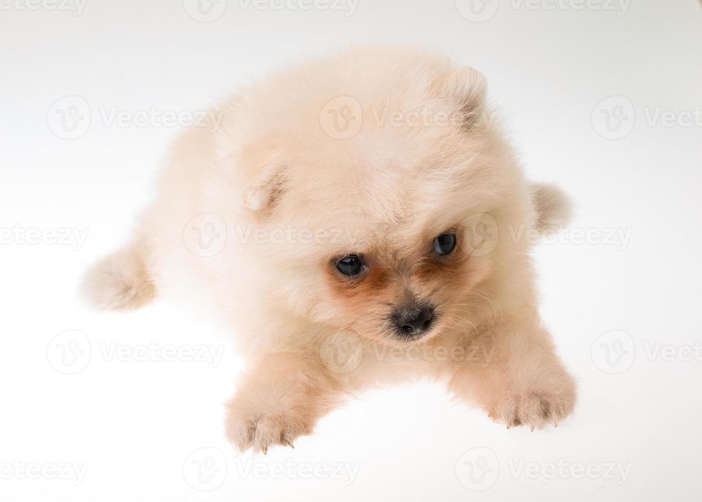 Pomeranian spitz puppy photo