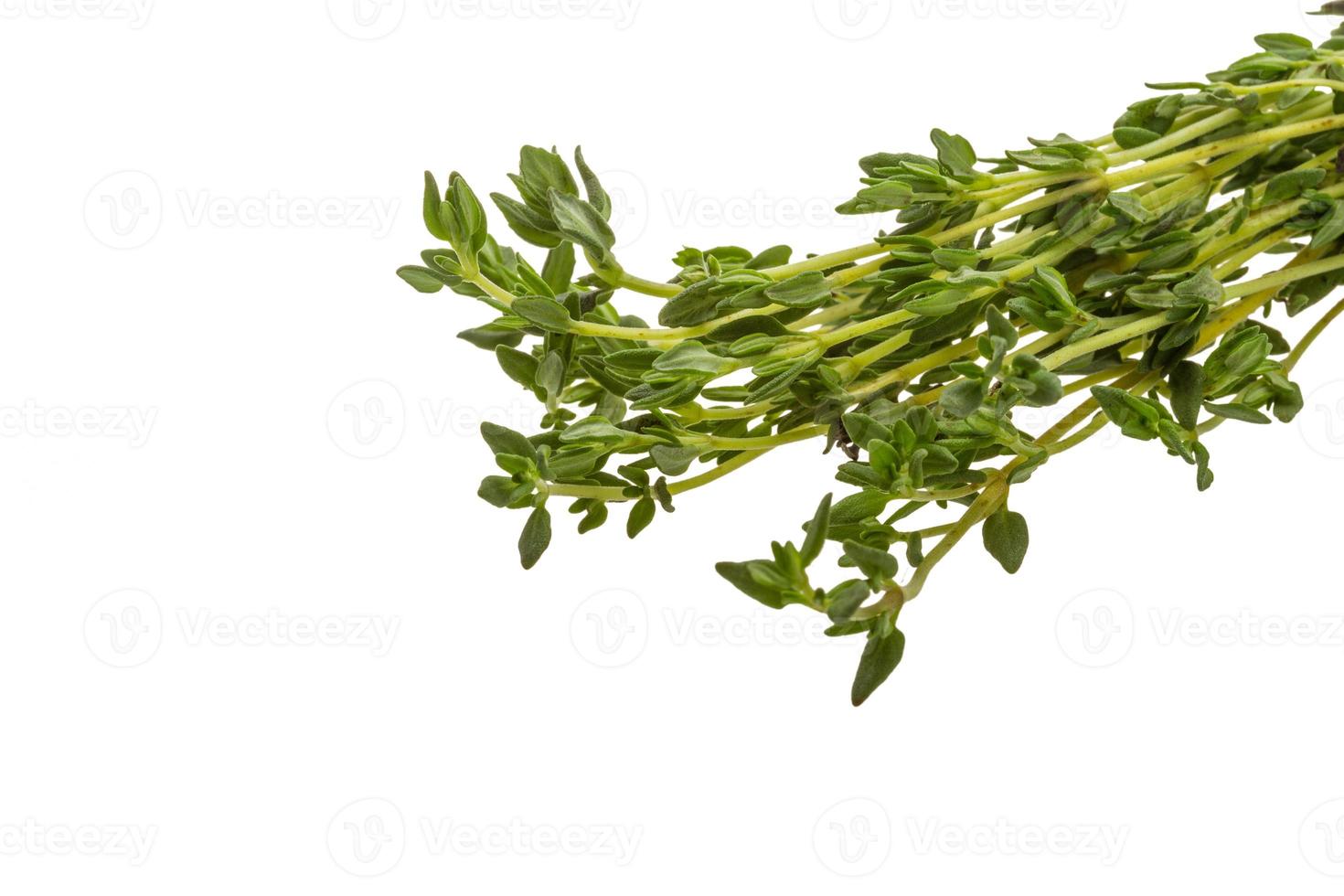 Thyme branch on white background photo