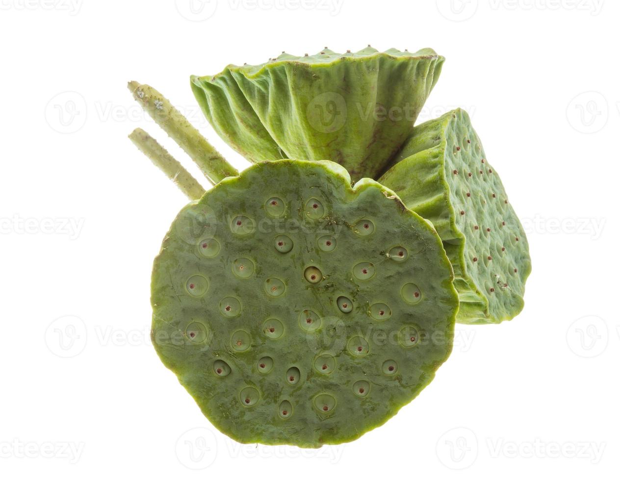 Lotus seeds on white background photo