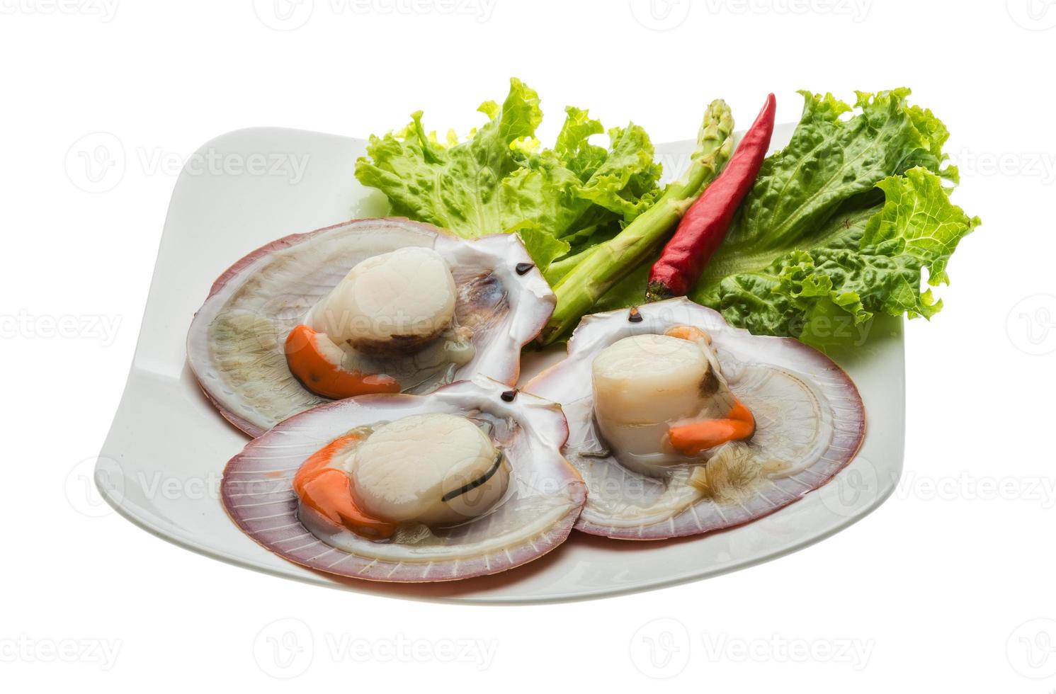 Raw fresh scallop photo