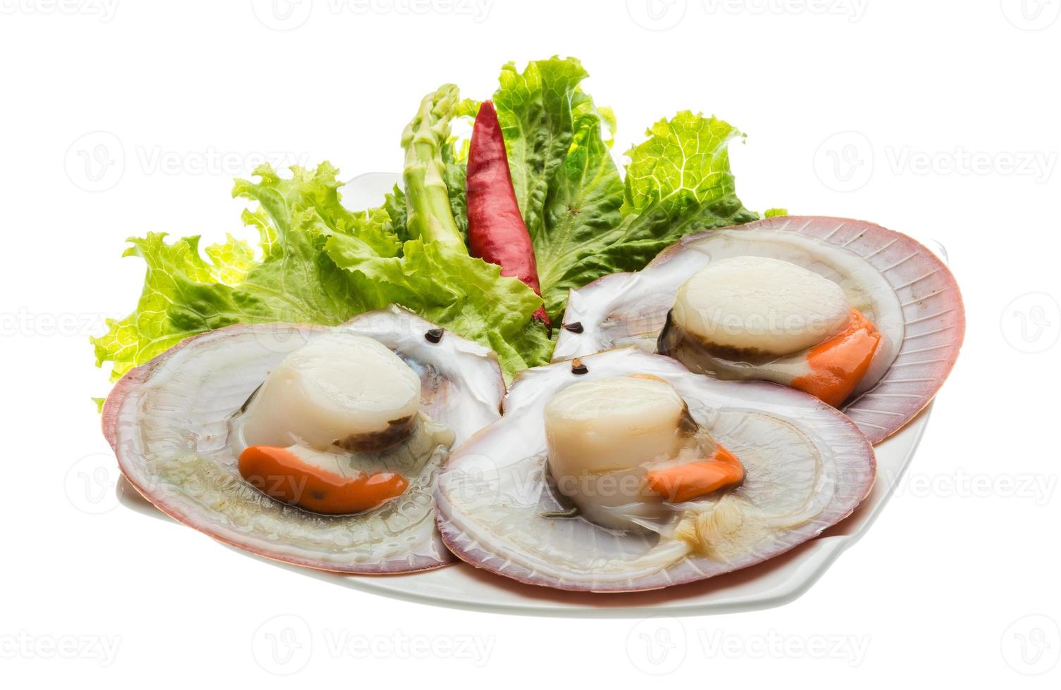 Raw fresh scallop photo